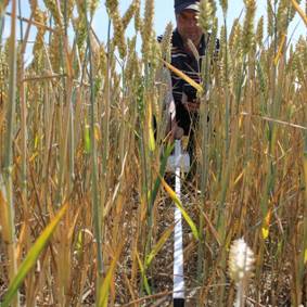 冠層分析系統 冠層分析系統