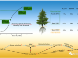 PCE | 貴州大學馬尾松團隊首次揭示馬尾松干旱死亡的水分閾值